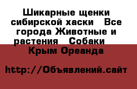 Шикарные щенки сибирской хаски - Все города Животные и растения » Собаки   . Крым,Ореанда